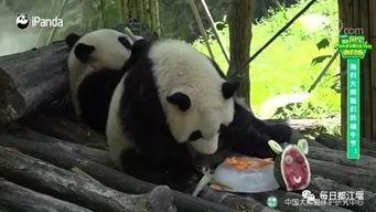 熊猫直播里的网红,网络红人的崛起与影响力